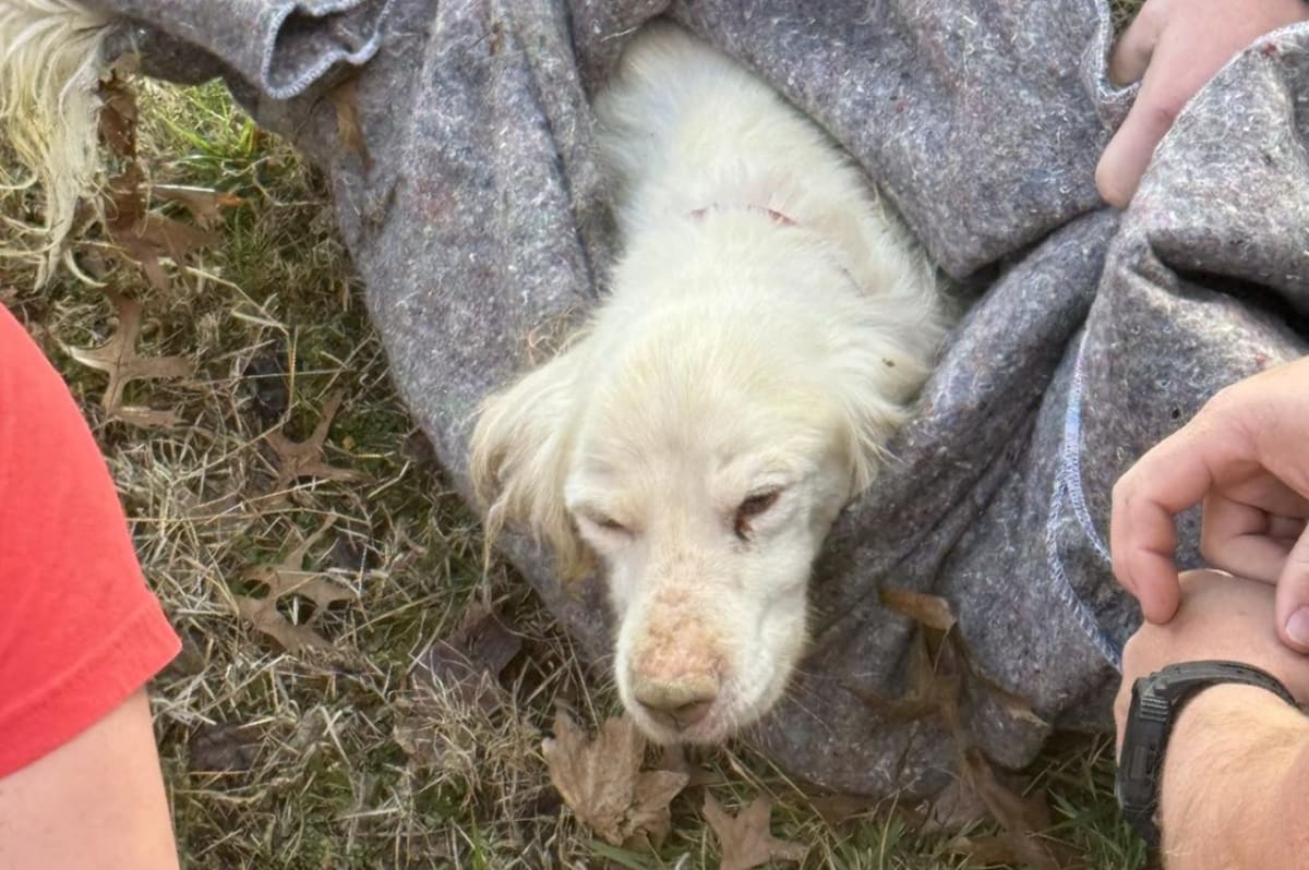 Kentucky Firefighters Rescue Dog Stuck in Storm Drain