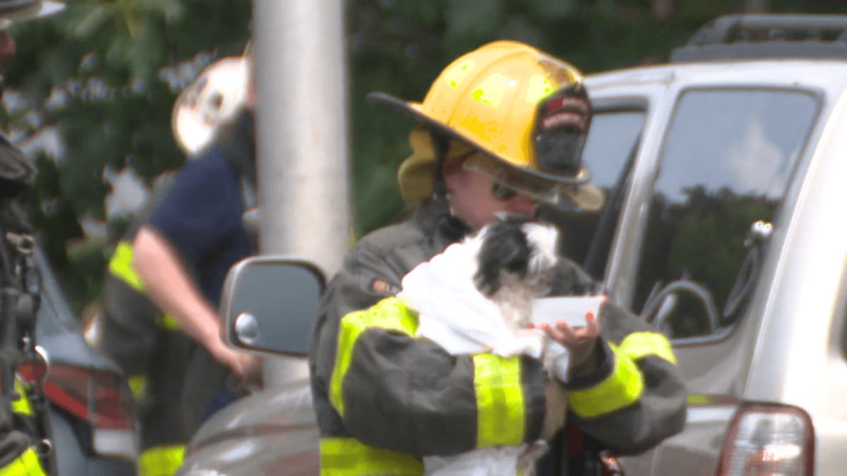 Baltimore Firefighters Save Multiple Dogs in 3-Alarm Fire