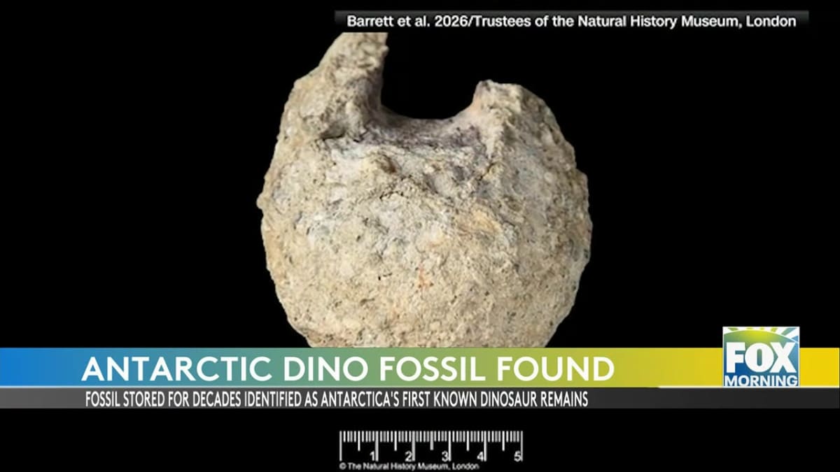 Antarctica's First Dinosaur Found in Museum After 40 Years