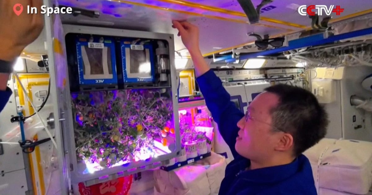 China's Space Station Astronauts Harvest Cherry Tomatoes - Image 2