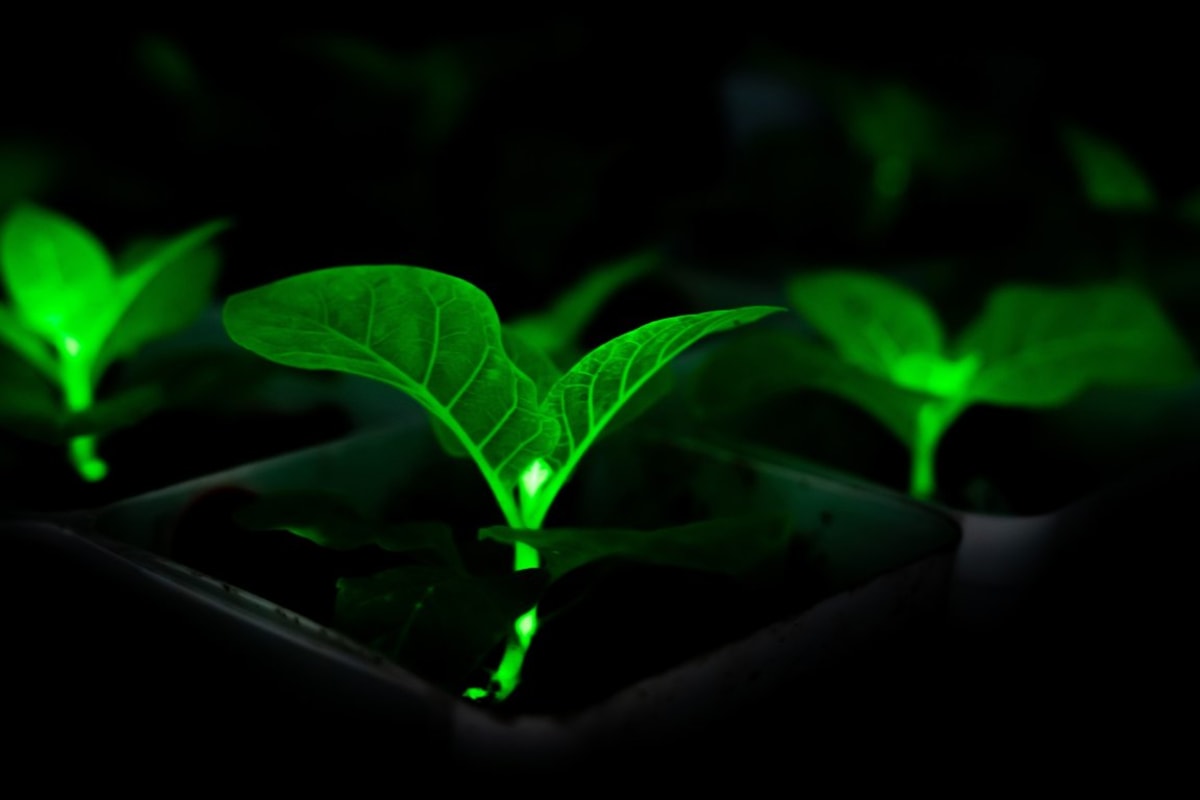 China Engineers 20+ Glowing Plants to Light Cities Naturally - Image 2