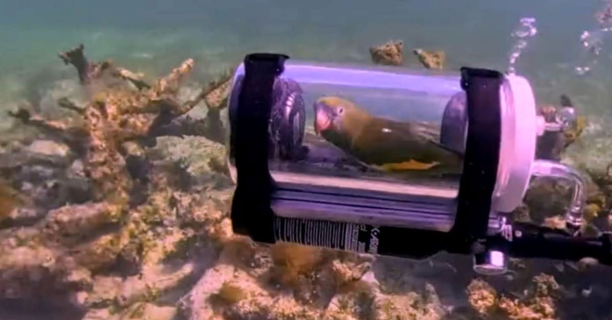 Parakeet Owner Builds Submarine for Underwater Adventure - Image 2