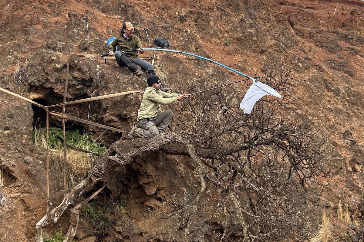 Conservationists with nets reaching toward rare tree on steep Chilean coastal cliff
