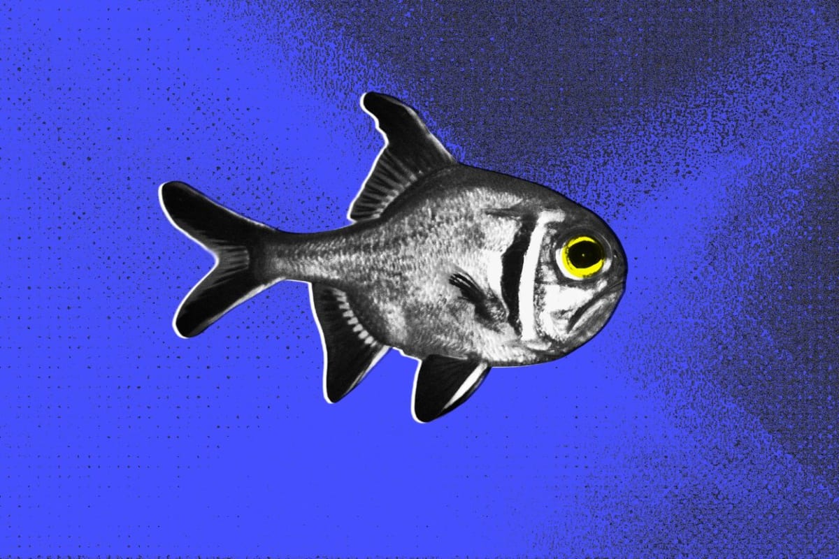 Simple Fix Could Save Coral Reef Fish From Light Pollution - Image 2