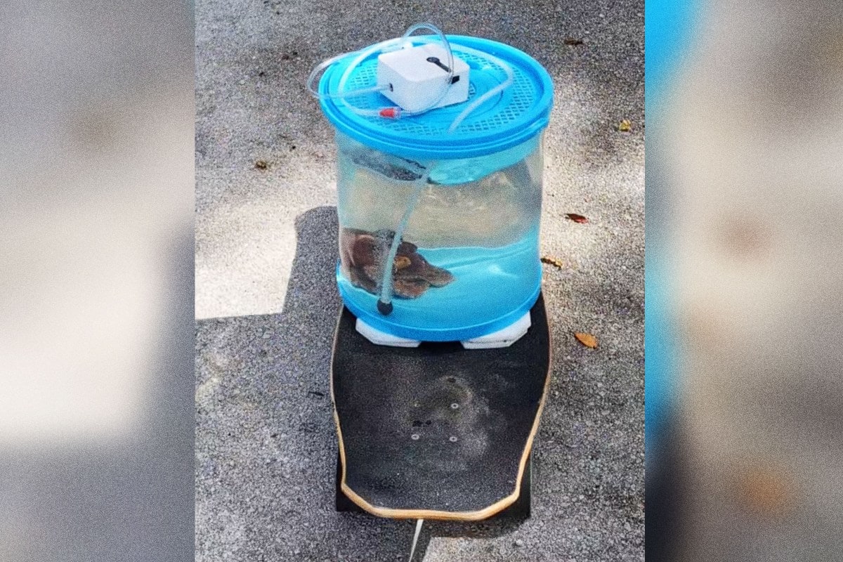 Man Walks Pet Octopus on Skateboard Tank Through Neighborhood