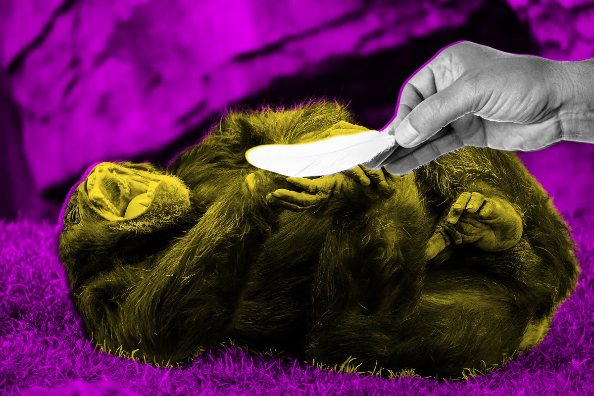 Researcher gently tickling young chimpanzee during scientific study on primate laughter evolution