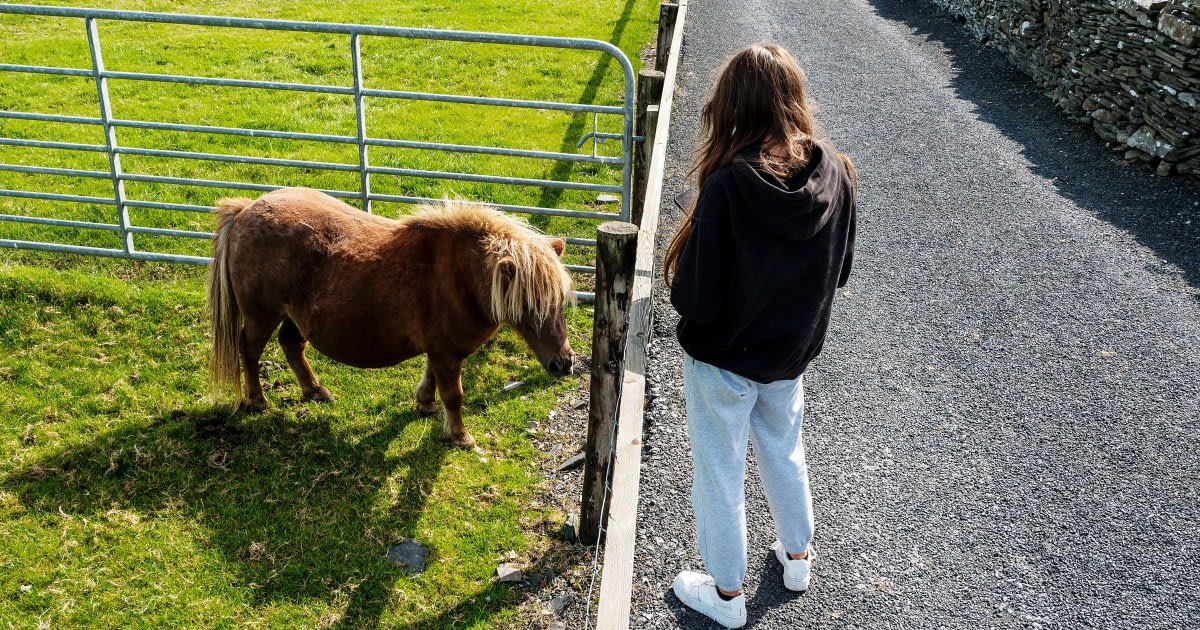 Teenager gently petting a rescued donkey in outdoor pasture during animal therapy session