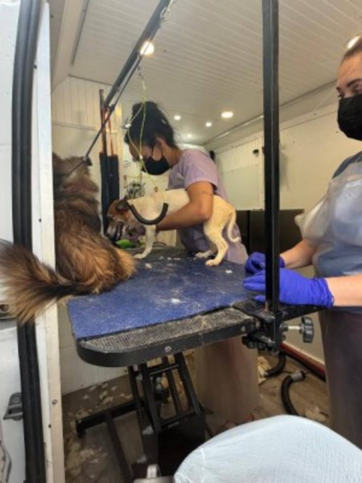 Volunteers Rally to Care for 100+ Rescued Pets in SC