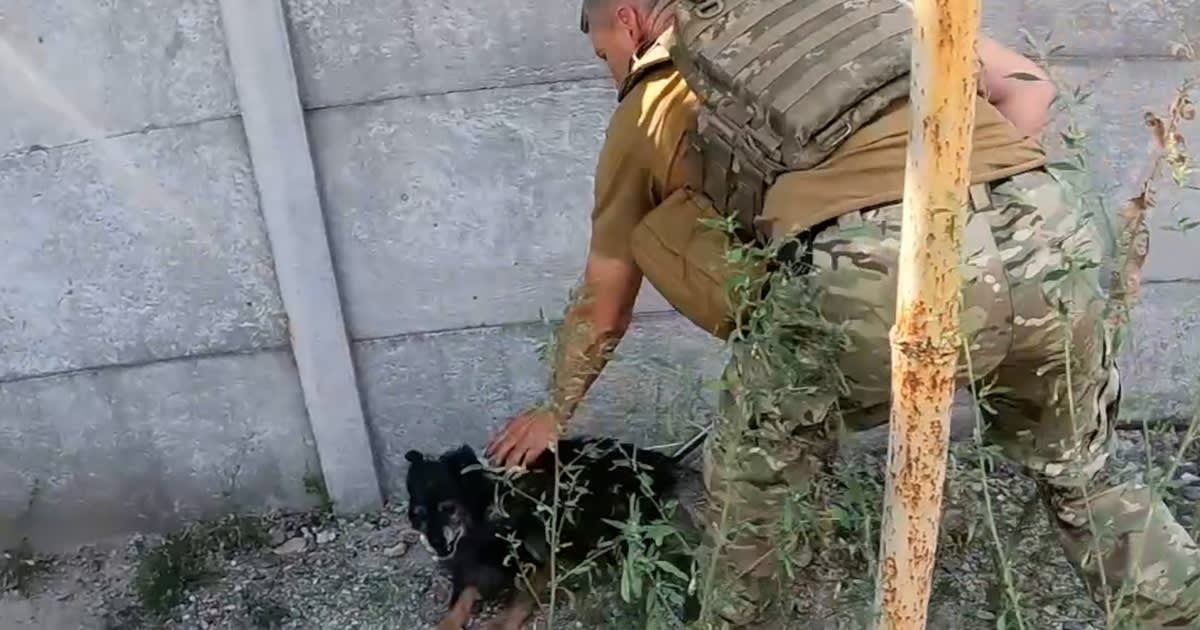 Ukrainian volunteer carefully holds rescued pet during evacuation from conflict zone