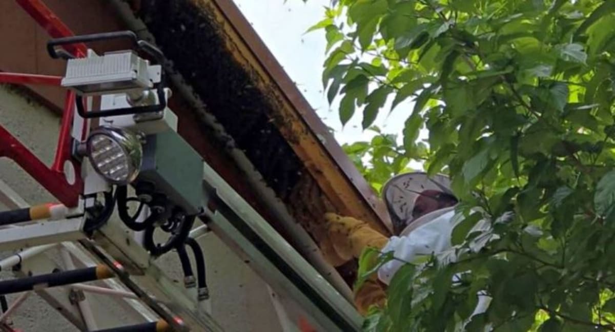 Utah Firefighter Beekeeper Safely Rescues Hive at Station - Image 2