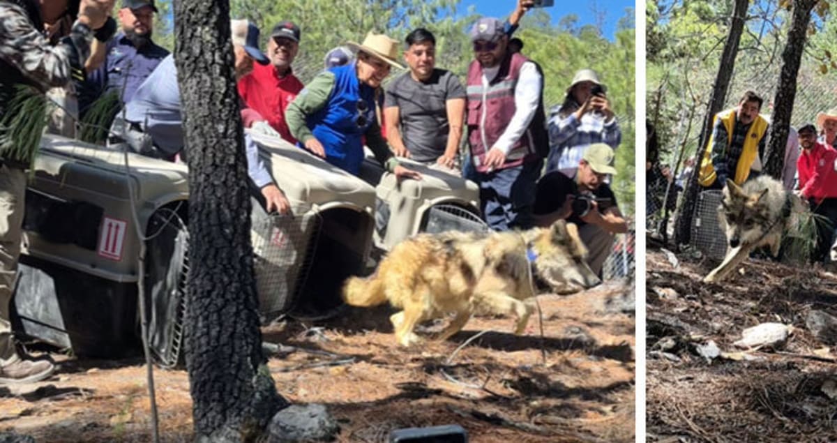 Mexican Wolves Return to Durango After 50 Years - Image 3