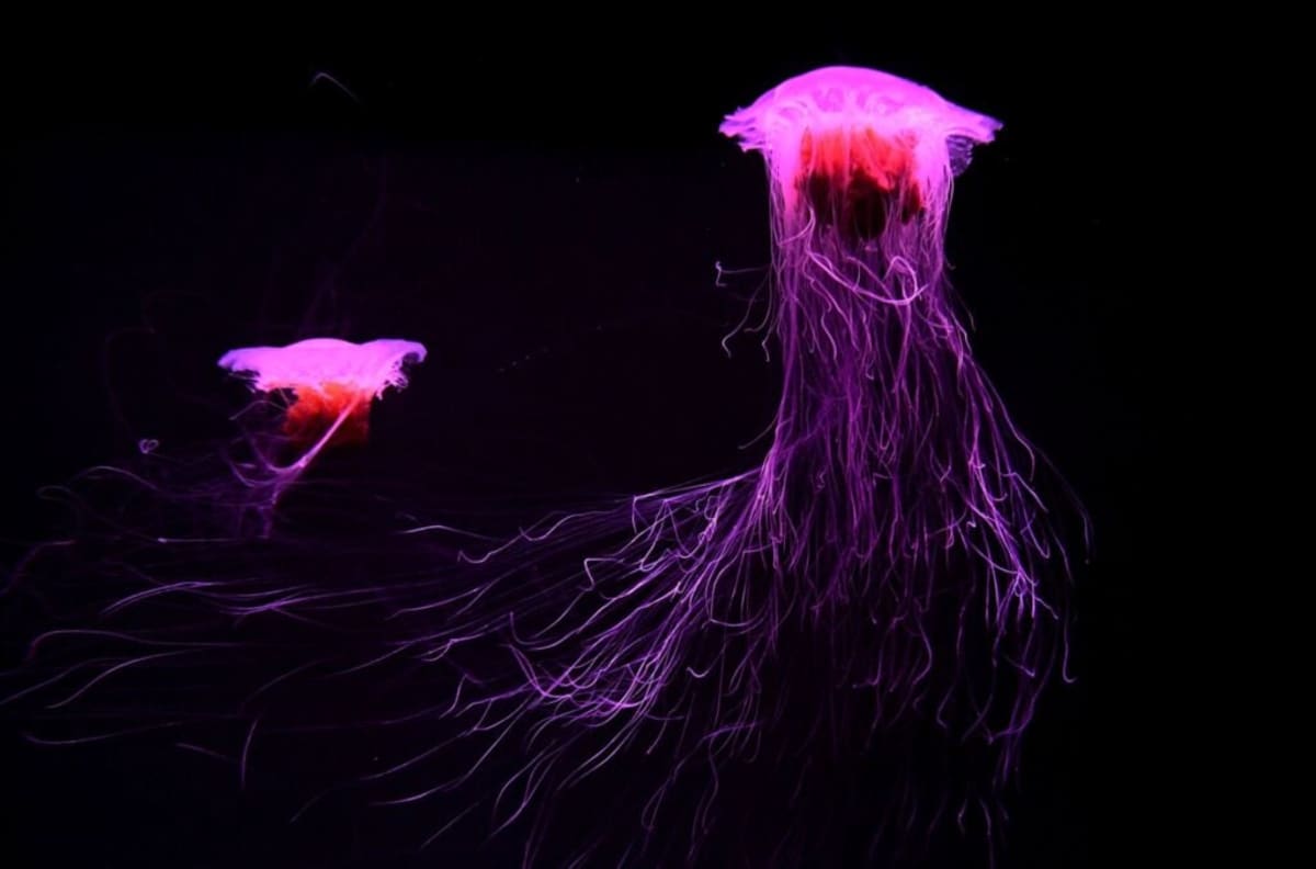 Sea Cucumber Tissue Lives 3+ Years After Amputation - Image 5