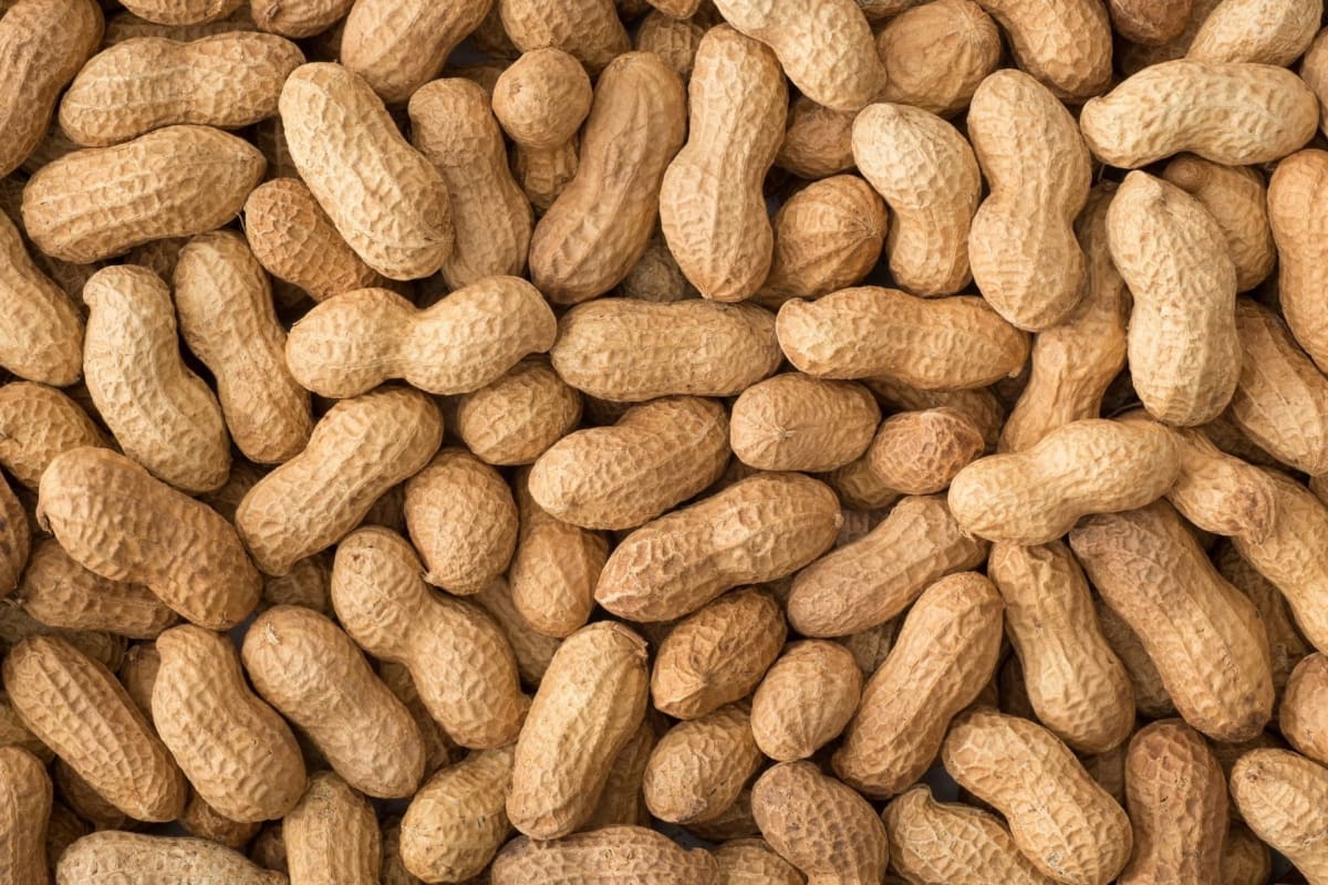 Human Saliva May Hold Key to Beating Peanut Allergies - Image 2