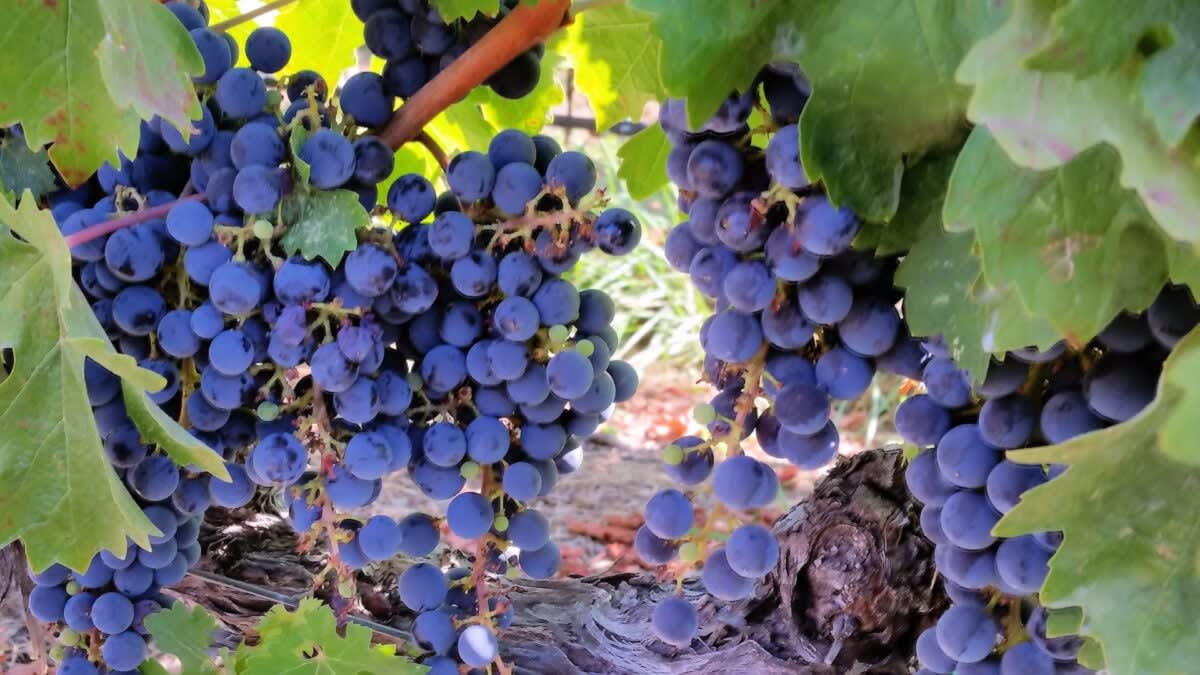 Fresh green and red grapes in a bowl representing natural sun protection through healthy eating