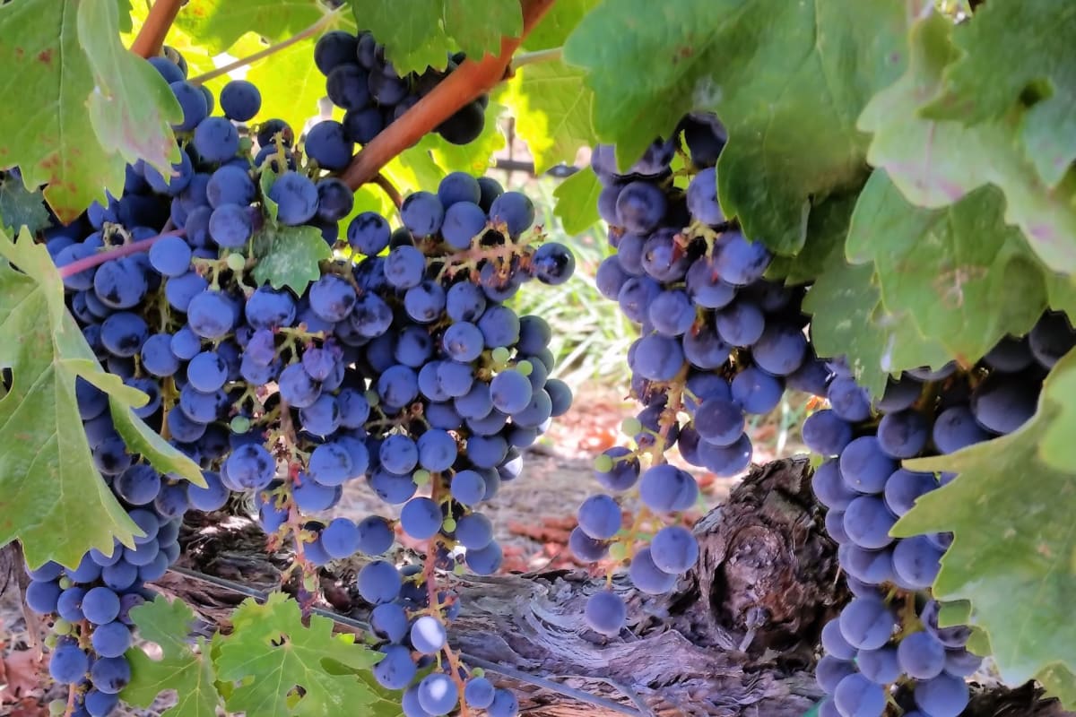 Eating Grapes for 2 Weeks Boosts Skin's UV Protection - Image 2
