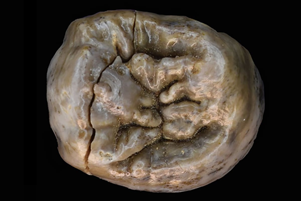 Ancient Humans Had Flexible Meat Strategy 1.6M Years Ago - Image 2