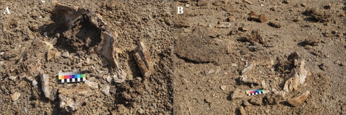 Ancient Humans Had Flexible Meat Strategy 1.6M Years Ago - Image 3