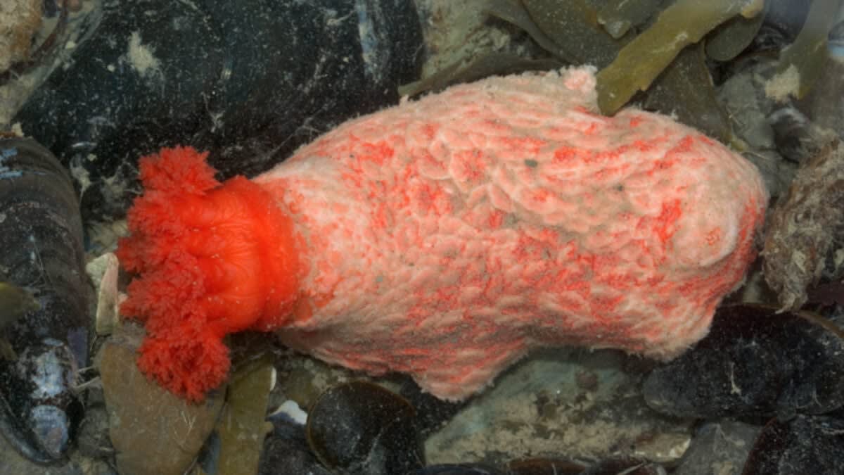 Close-up of Psolus fabricii sea cucumber specimen showing regenerative tissue structures in cold ocean water