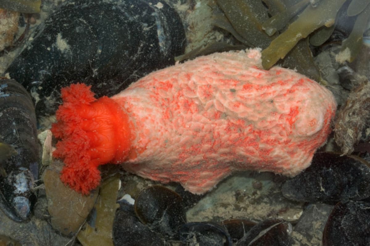 Sea Cucumber Tissue Lives 3+ Years After Amputation - Image 2