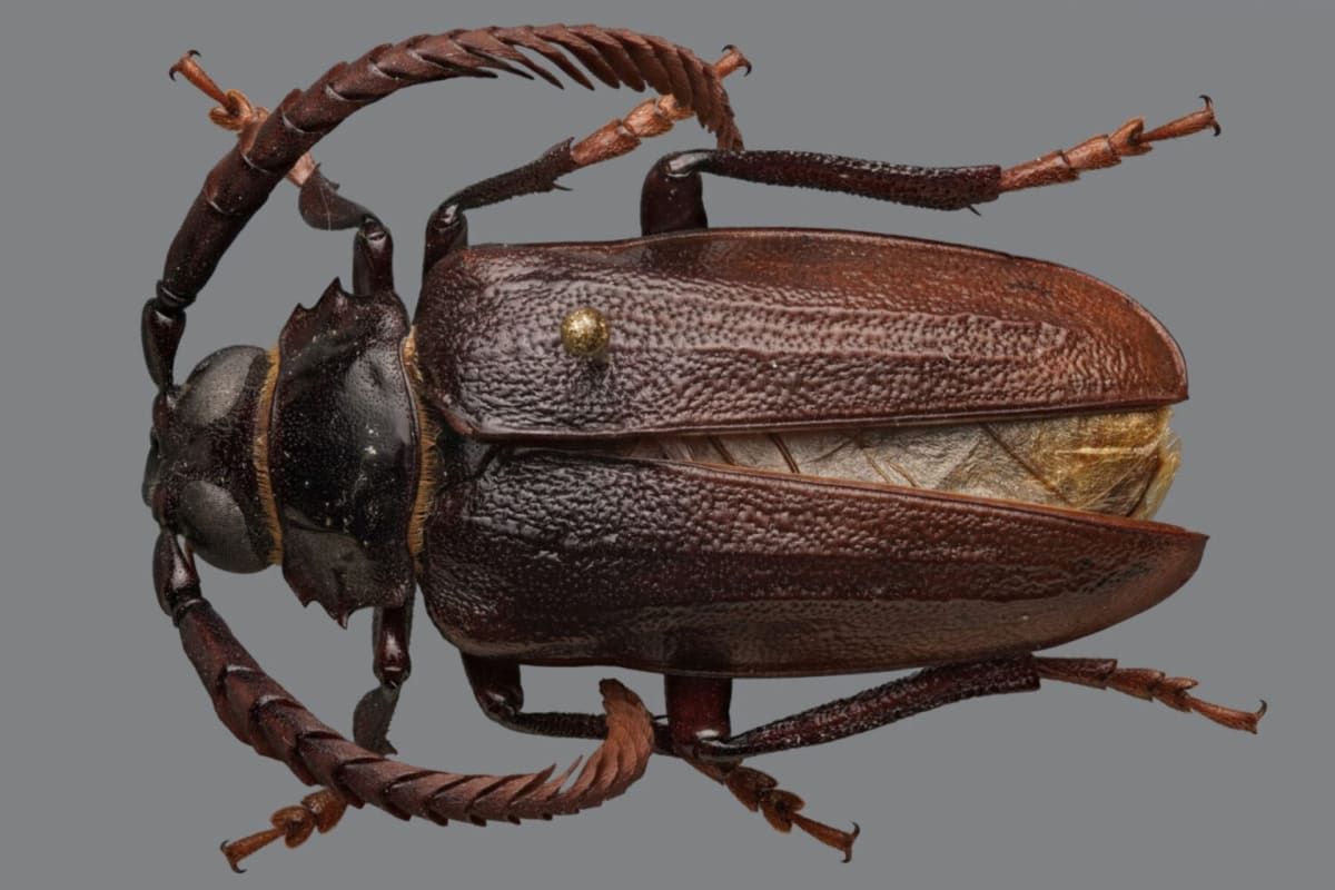 NC Scientists Crack Case of Blueberry-Killing Beetles - Image 2