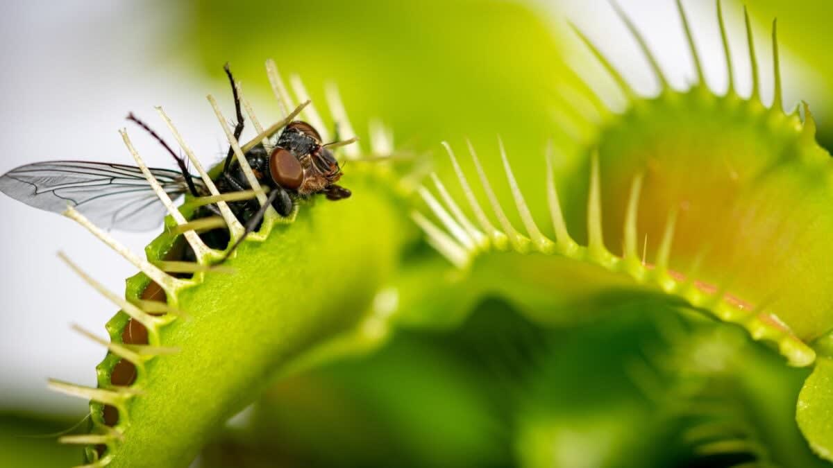 Close-up microscopic view of Venus flytrap trap lobes with trigger hairs visible