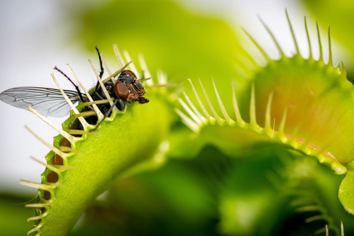 Scientists Crack How Venus Flytraps Snap Shut in 1 Second - Image 2