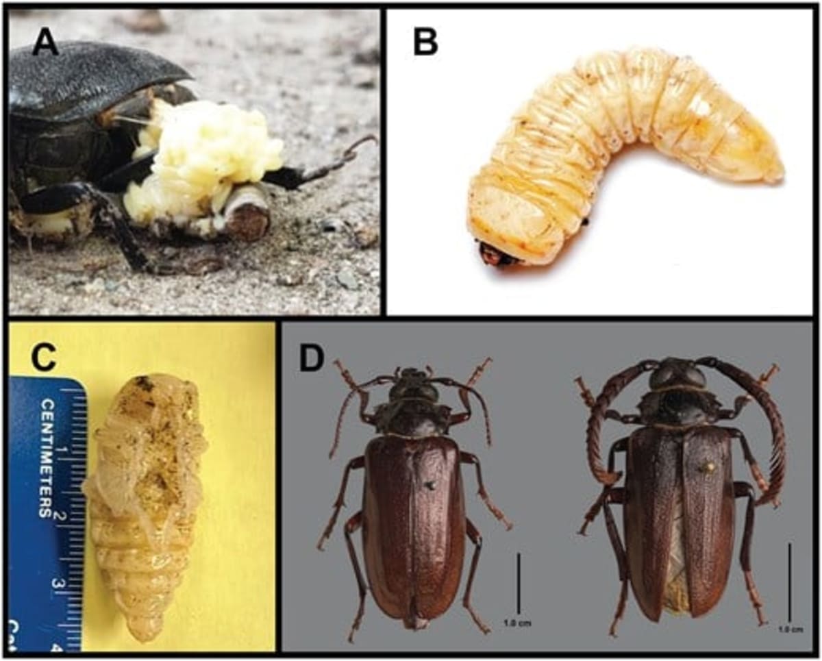 NC Scientists Crack Case of Blueberry-Killing Beetles - Image 3