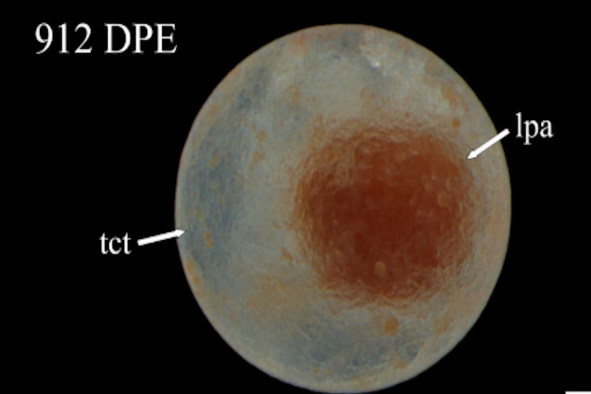 Sea Cucumber Tissue Lives 3+ Years After Amputation - Image 3