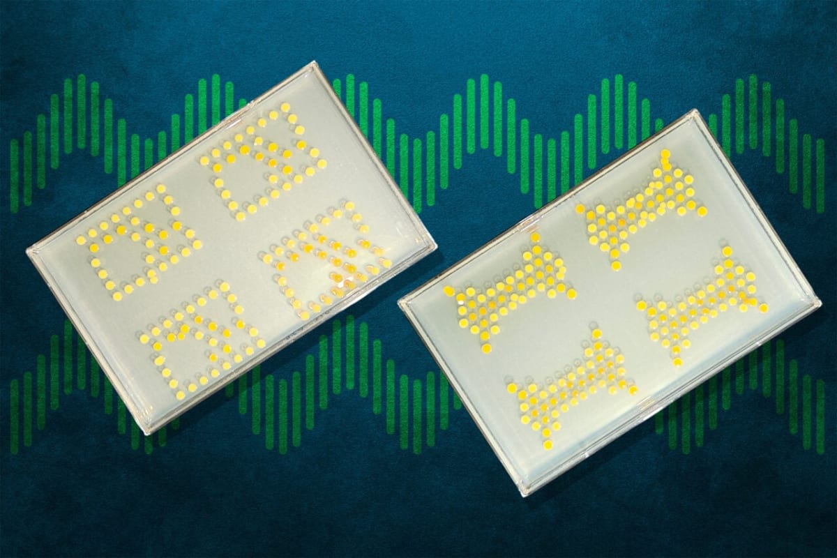 Scientists Turn Plastic Bottles Into Edible Vanilla Cookies - Image 5
