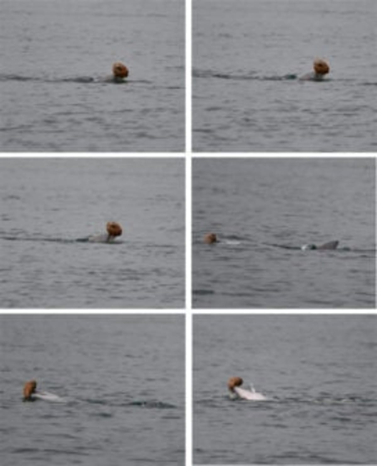 Dolphins Use Seashells as Fishing Tools in Australia - Image 3