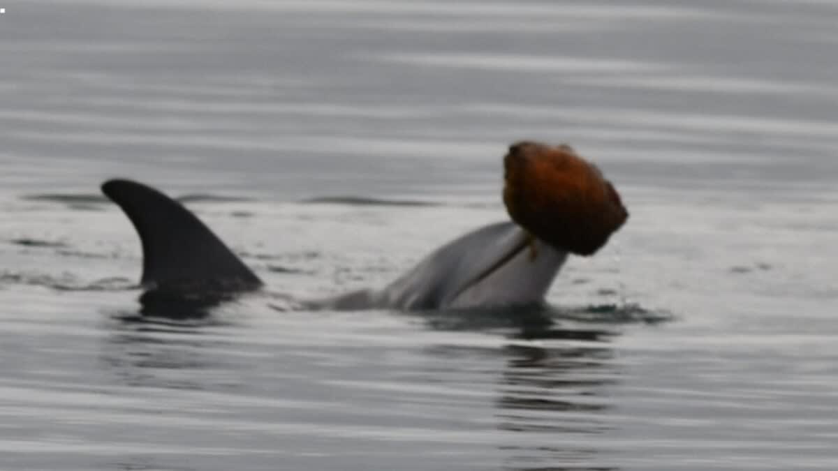 Bottlenose dolphin holding large bailer seashell above water surface while hunting for fish