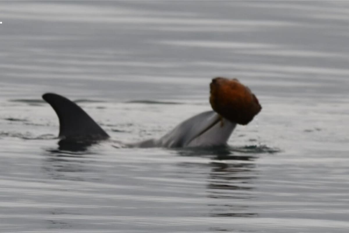 Dolphins Use Seashells as Fishing Tools in Australia - Image 2