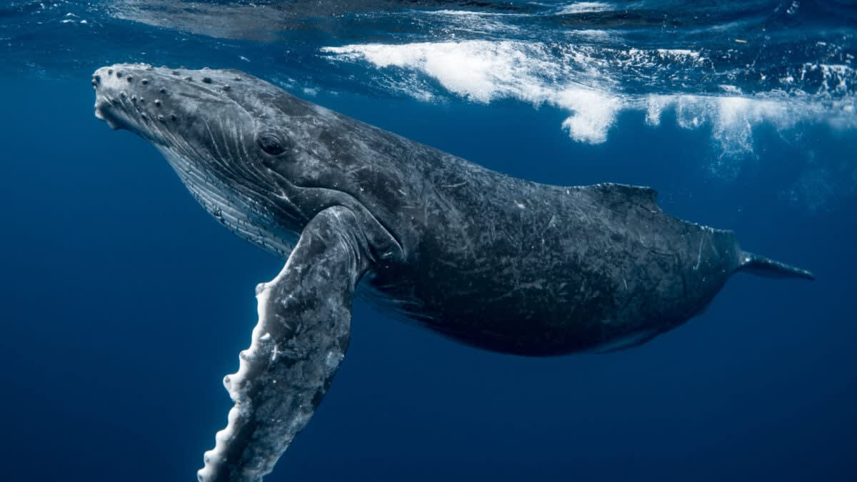 Researchers deploying ocean receiver equipment to track underwater whale calls near Massachusetts coast