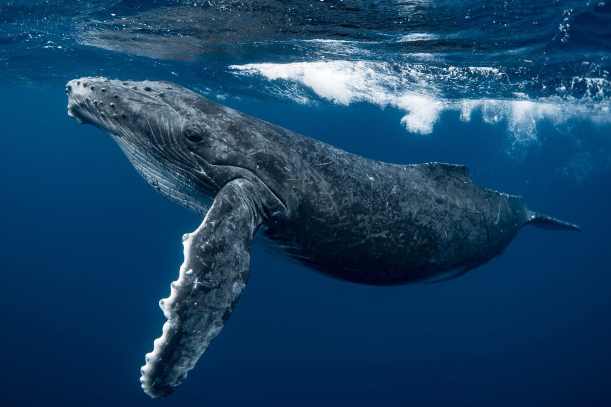 Whale Calls Reveal Einstein's Relativity in Action - Image 2