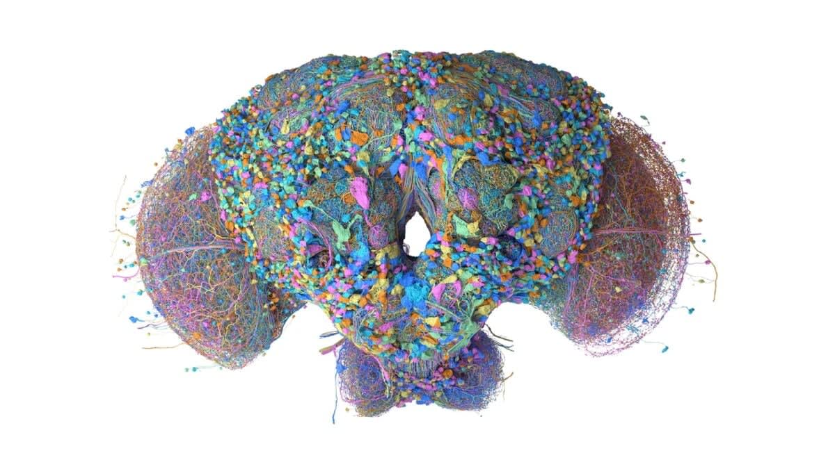 Scientists Map Fly Brain, Internet Teaches It Video Games