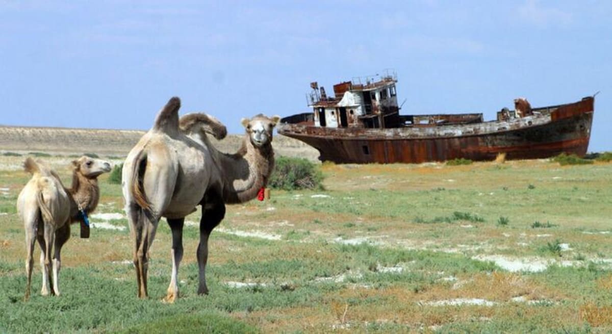 Green grassland pasture with grazing livestock under open sky in African rangeland ecosystem
