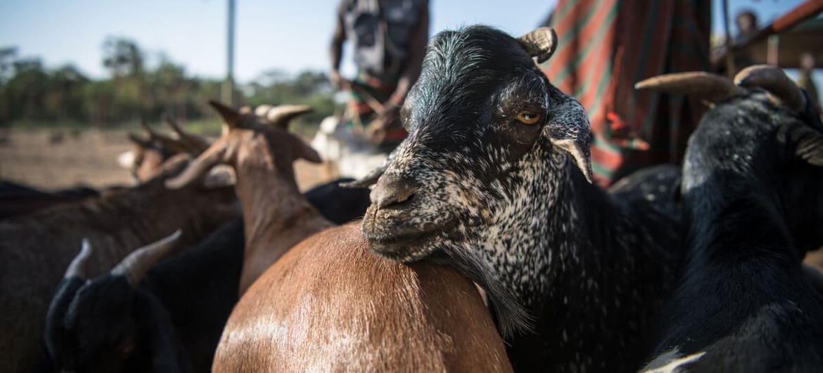 Three Nations Restore Grasslands Feeding 2 Billion People - Image 2