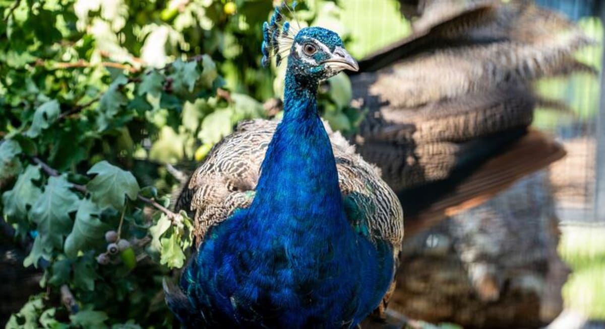 ** Five peacocks in aviary at UN Geneva's Ariana Park, including rare white peacock