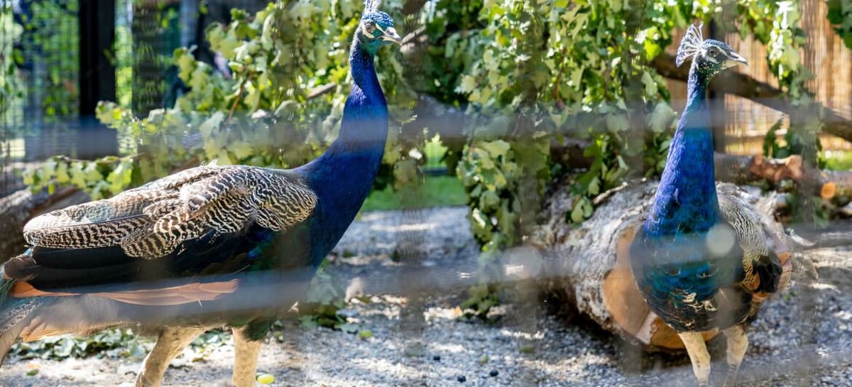 UN Geneva Welcomes 5 Peacocks Gifted by India - Image 2