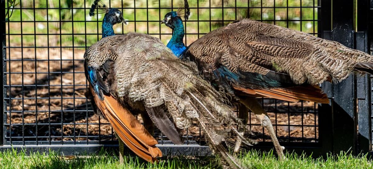 UN Geneva Welcomes 5 Peacocks Gifted by India - Image 3