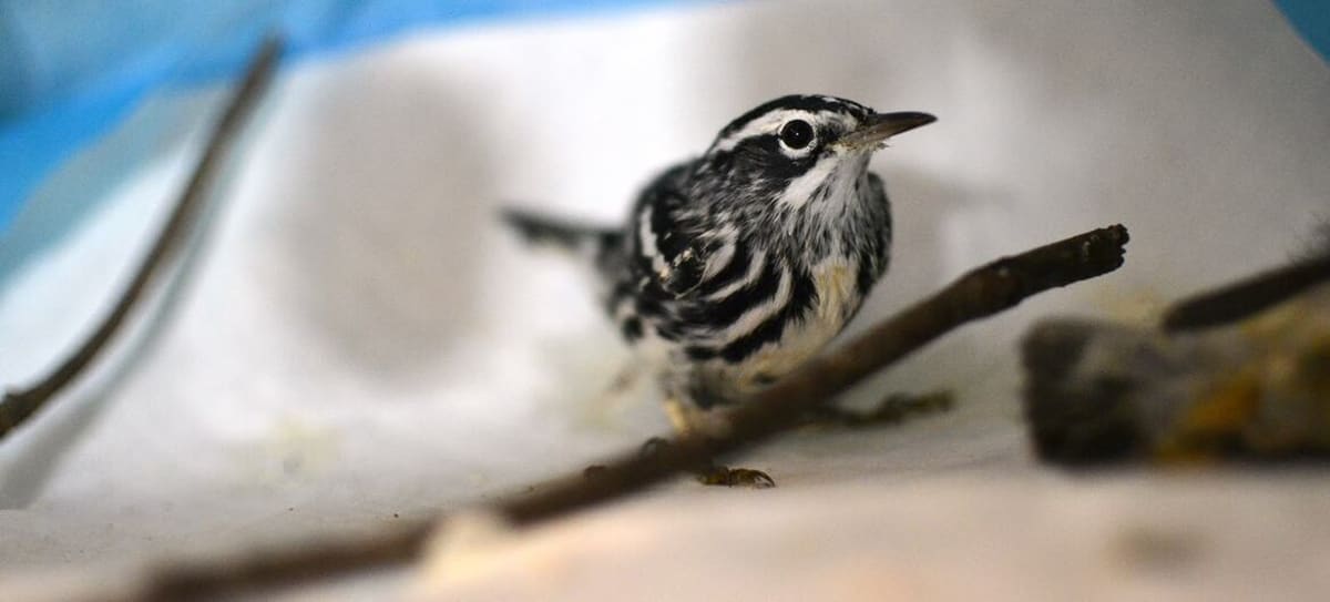 NYC Sees 1 Million Birds Overhead Each Night This Spring - Image 4