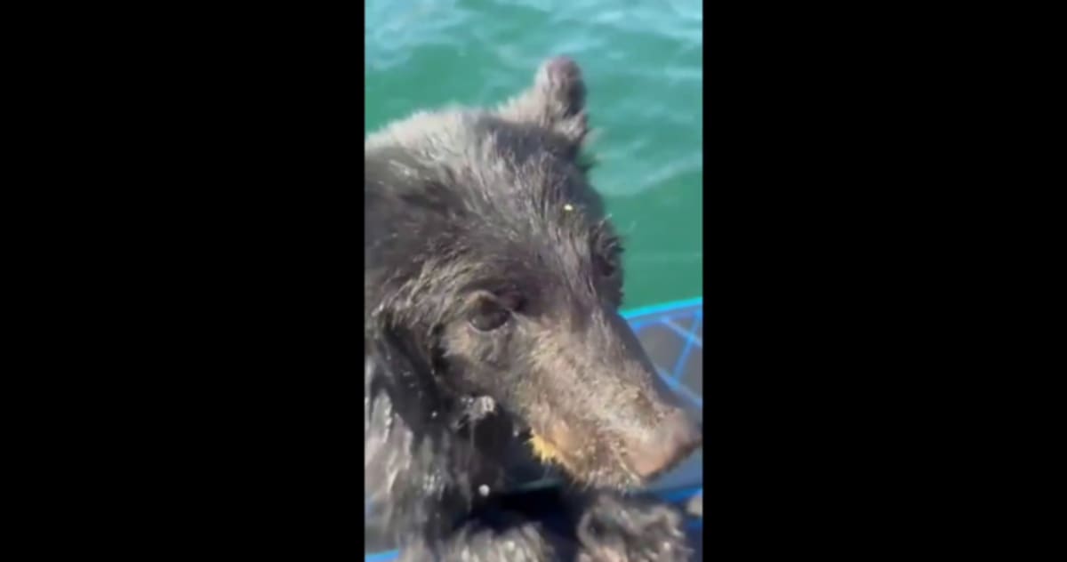Small black bear cub being rescued from water onto family boat on lake