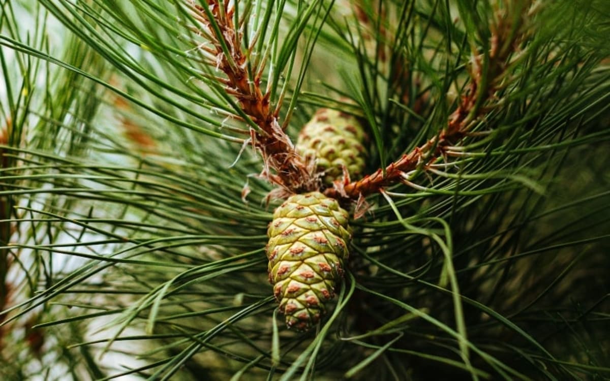 Lush green Atlantic Forest canopy with native trees in southeastern Brazil