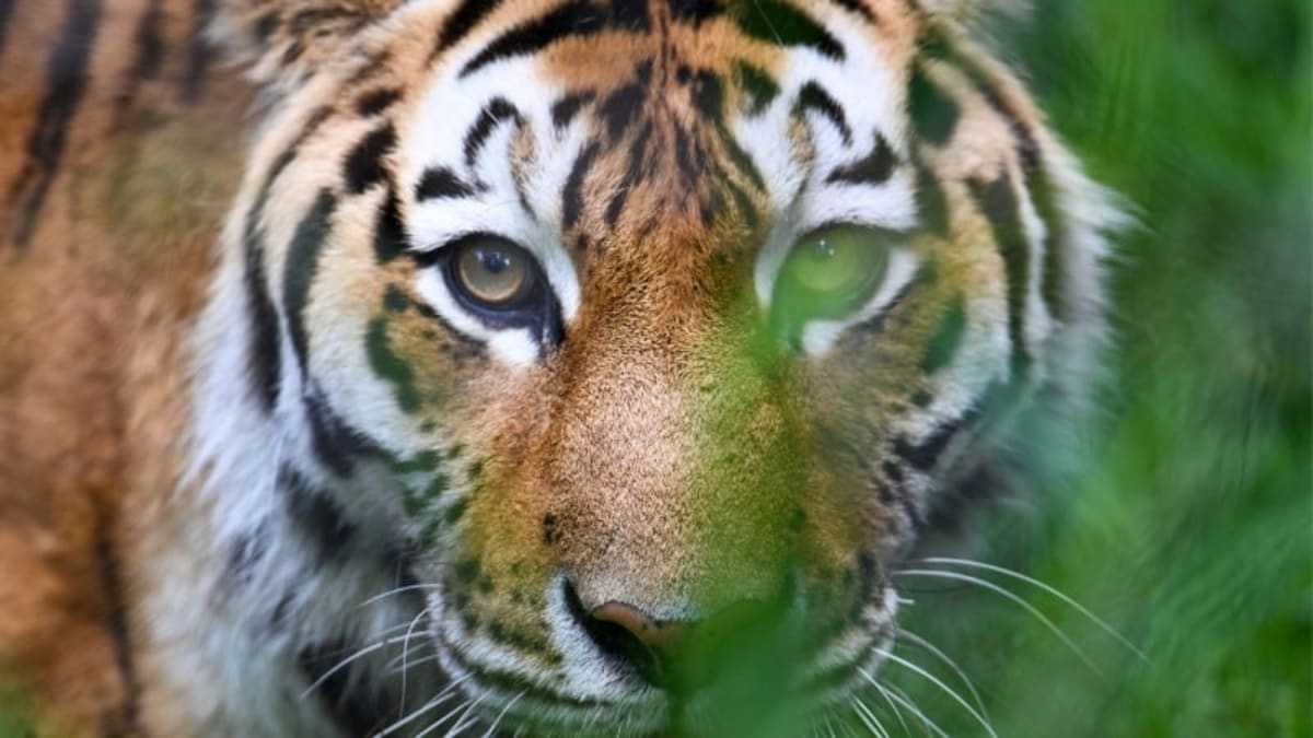 ** Wild tiger in natural forest habitat representing endangered species conservation success