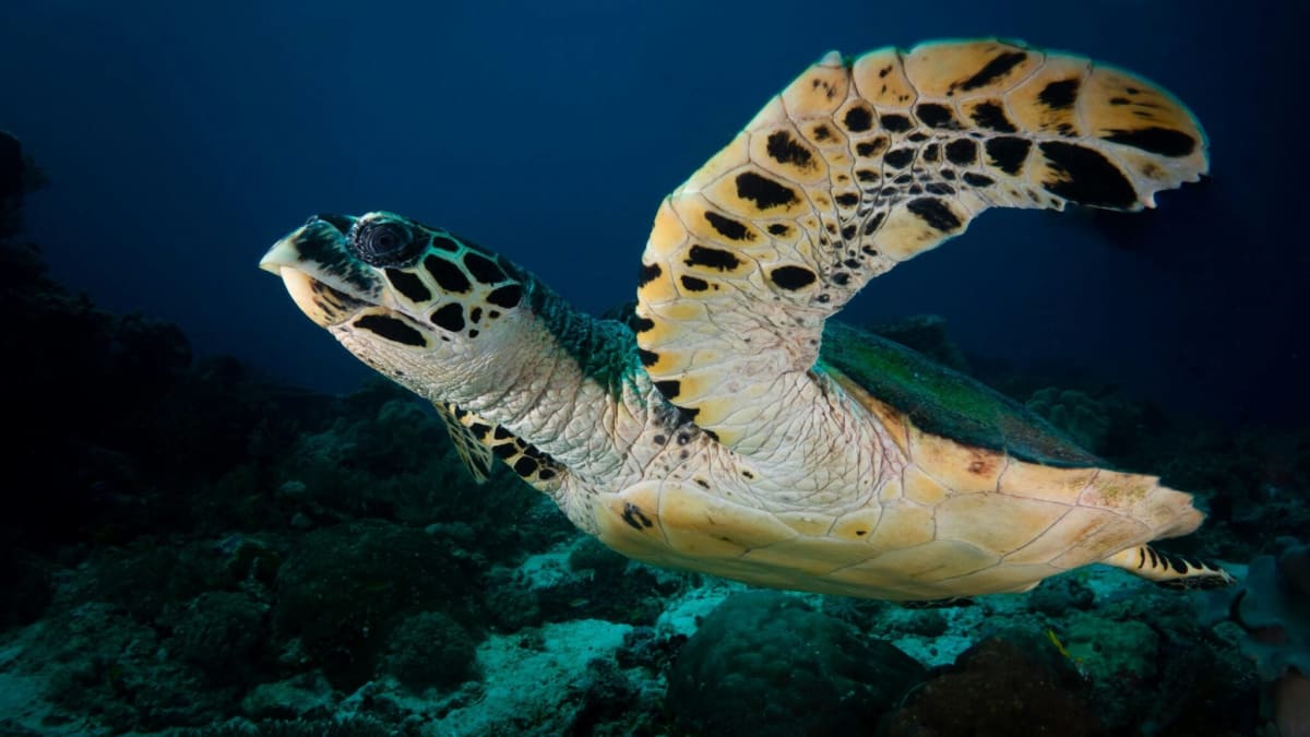 Hawksbill Sea Turtles Get Global Protection Efforts