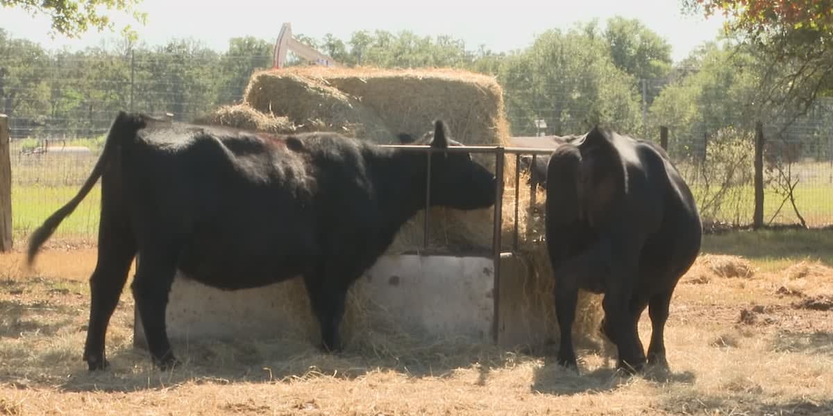 Veterinary researcher in laboratory developing new wound treatment formulations for livestock parasite control