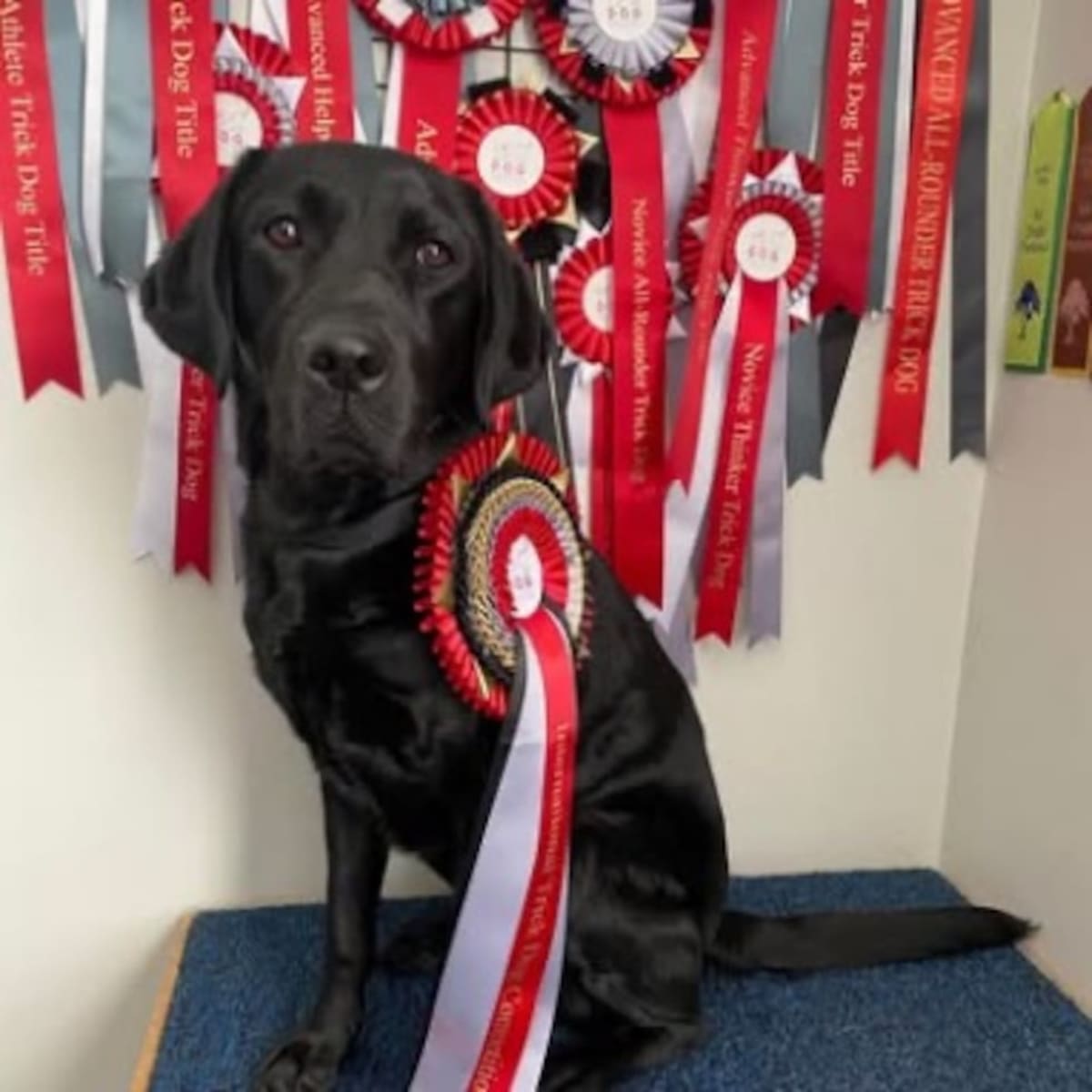 Kansas City Lab Java Sets First-Ever Dog Clothespin Record - Image 4