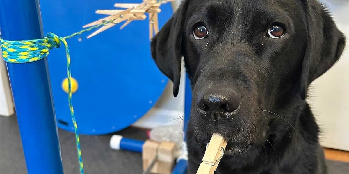 Four-year-old chocolate Labrador Java placing colorful clothespins on a line during world record attempt
