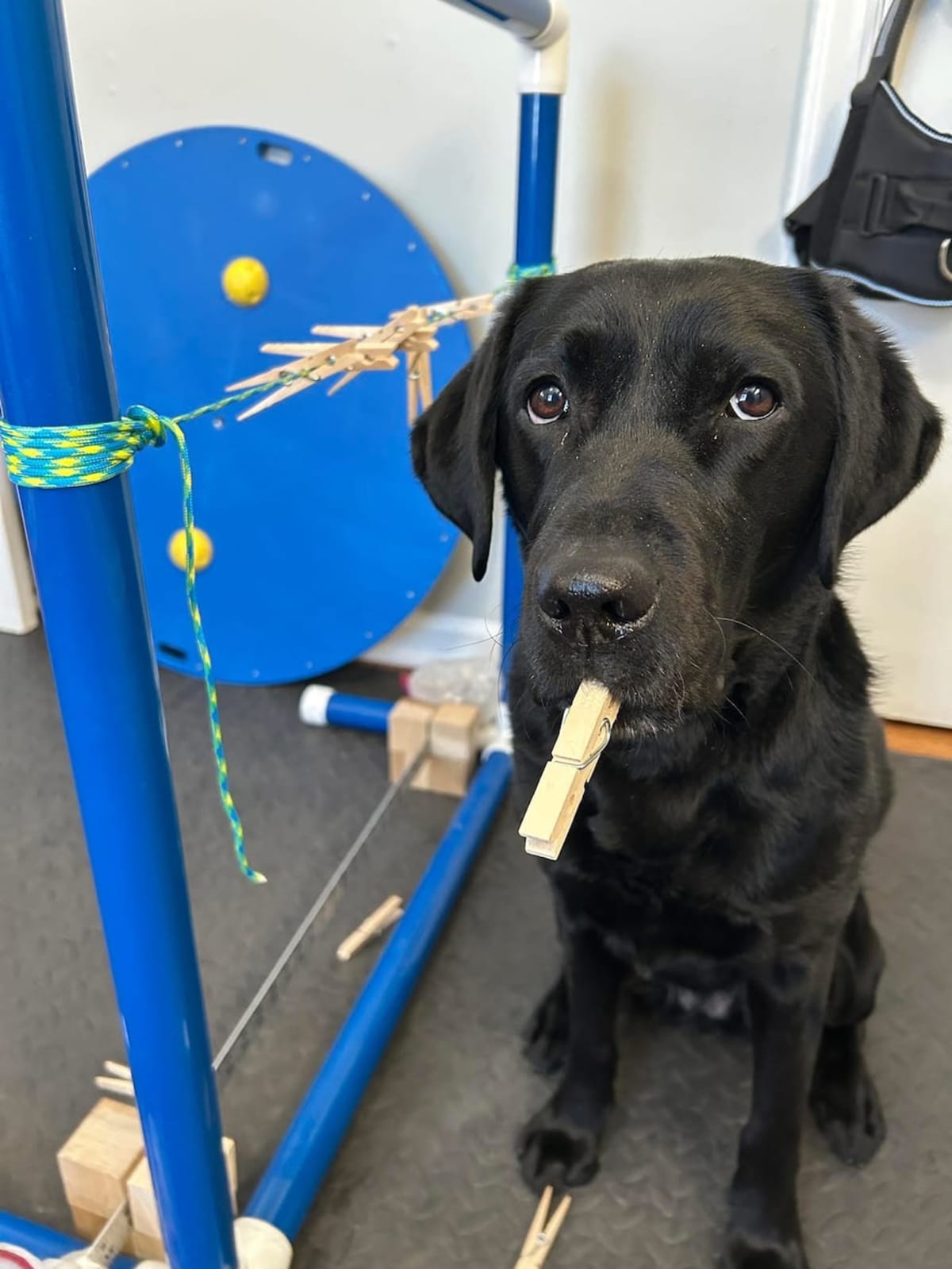 Kansas City Lab Java Sets First-Ever Dog Clothespin Record - Image 2