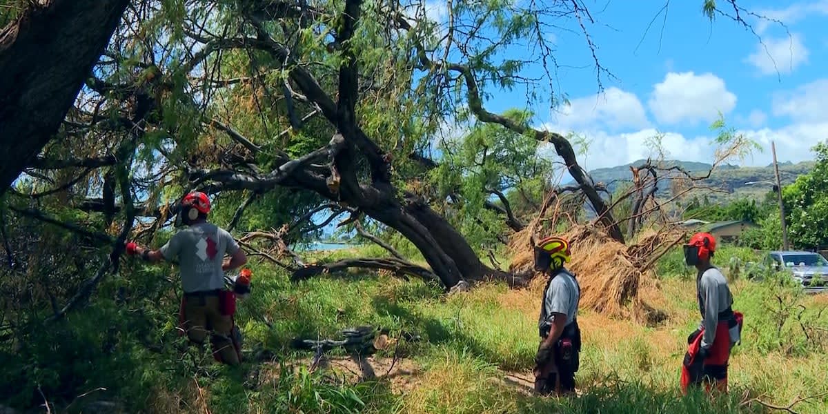 Team Rubicon volunteers in grey shirts clearing hurricane debris in rural Hawaii community